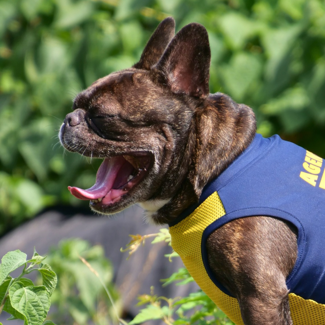 FBI【フレンチブルドッグ愛】Felicidadog