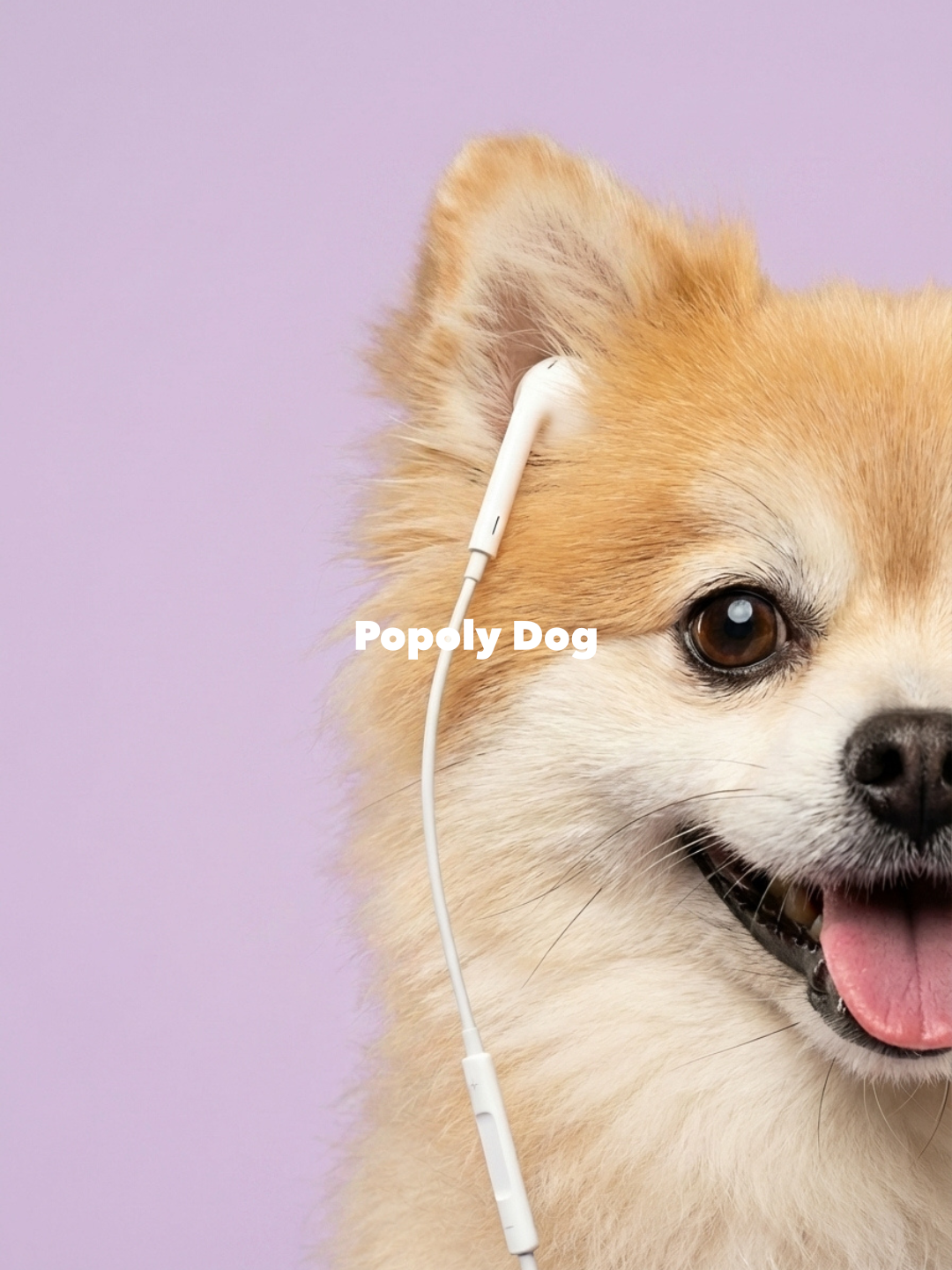 Popoly Dog｜ポポリードック