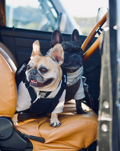 BUHI CAMP Logo ラグラン【ヒートブヒ仕様】