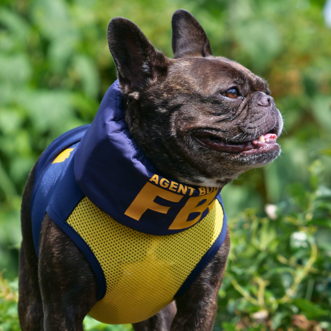 FBI【フレンチブルドッグ愛】Felicidadog