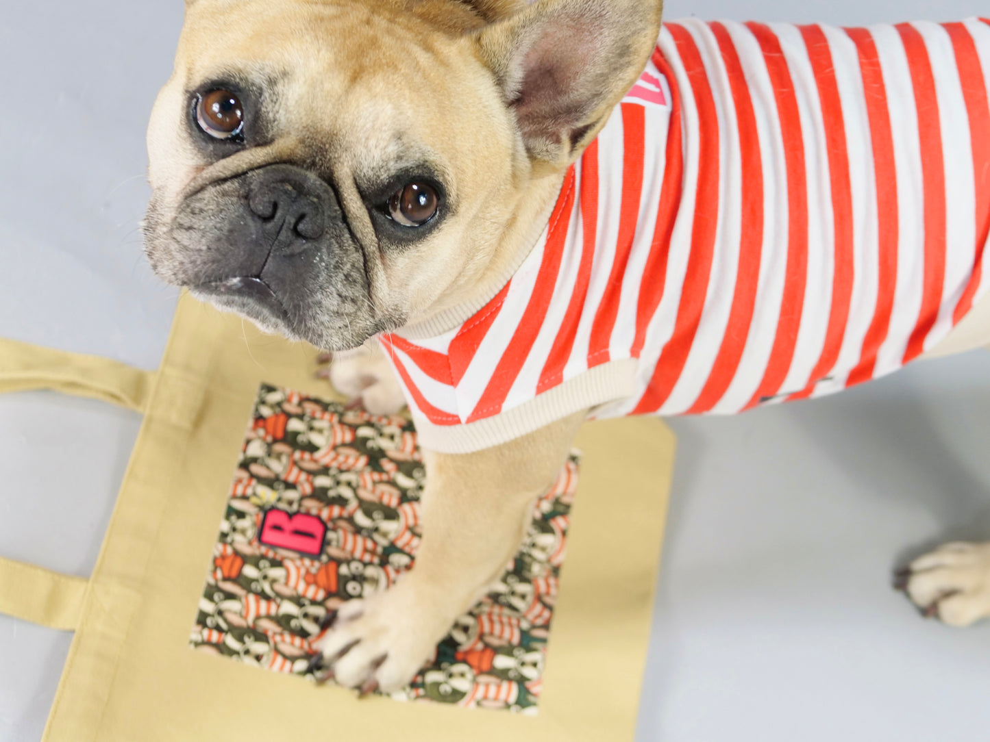 ３点セット・似て非なるものたち【ブヒアンドボーダーズ】