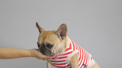 ３点セット・似て非なるものたち【ブヒアンドボーダーズ】